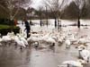 Photograph    Worcester swans