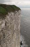 Photograph   Bempton Cliffs in Yorkshire